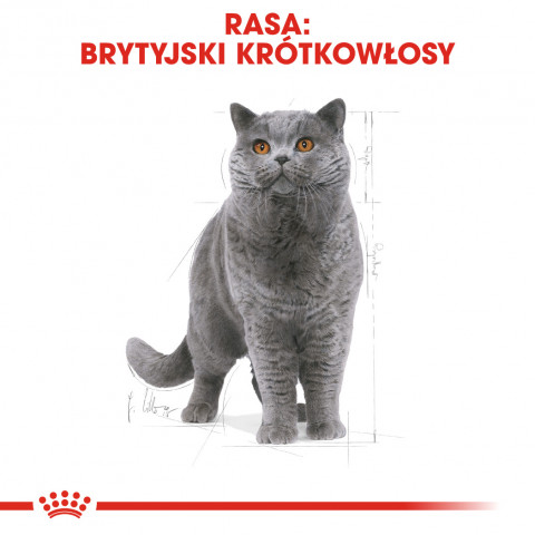 ROYAL CANIN FBN British Shorthair Adult - sucha karma dla dorosłego kota - 2 kg - Galeria zdjęcie 3