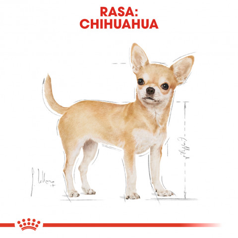 Royal Canin BHN Chihuahua Adult - sucha karma dla psa dorosłego - 1,5 kg - Galeria zdjęcie 3