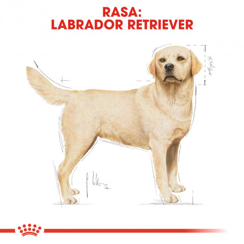 ROYAL CANIN BHN Labrador Retriever Adult - sucha karma dla psa dorosłego - 12 kg - Galeria zdjęcie 3
