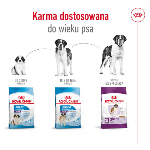 ROYAL CANIN SHN Giant Adult - sucha karma dla psa dorosłego - 15 kg - Galeria zdjęcie 4