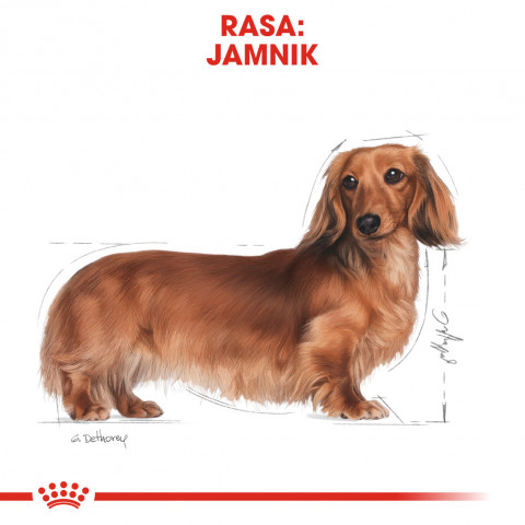 ROYAL CANIN BHN Dachshund Adult - sucha karma dla psa dorosłego - 7,5kg - Galeria zdjęcie 3