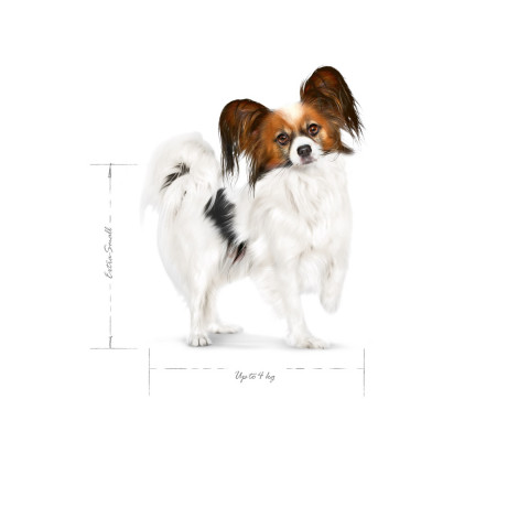 ROYAL CANIN Adult x- small SHN - sucha karma dla psa - 0,5kg - Galeria zdjęcie 2