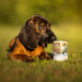 VET EXPERT Raw Paleo Puppy Monoprotein Dorsz - mokra karma dla szczeniąt - 400g - Galeria zdjęcie 2