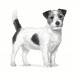 ROYAL CANIN Anallergenic Small VHN - sucha karma dla psa - 1,5kg - Galeria zdjęcie 3