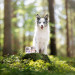VET EXPERT Raw Paleo Puppy Monoprotein Kaczka - mokra karma dla szczeniąt - 400g - Galeria zdjęcie 3