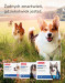BEAPHAR VERMIcon Line-on Dog M - krople przeciw pasożytom dla psa - 3x3 ml - Galeria zdjęcie 11