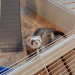 FERPLAST Furet Tower - klatka dla fretek - Galeria zdjęcie 9