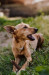 JOSERA VeggieDog Denties - przysmak dla psa - 180g - Galeria zdjęcie 4