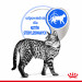 ROYAL CANIN FHN Indoor w sosie - mokra karma dla kota dorosłego - 12x85 g - Galeria zdjęcie 8