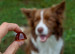 GELOREN Small dog Stawy - żelki dla psa - 180g - Galeria zdjęcie 4