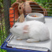FERPLAST Rabbit 120 - klatka dla królika - Galeria zdjęcie 7