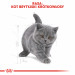 Royal Canin FBN British Shorthair Kitten - sucha karma dla kociąt - 2 kg - Galeria zdjęcie 9
