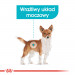 ROYAL CANIN Mini Urinary Care CCN - sucha karma dla psa - 1 kg - Galeria zdjęcie 3