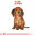 ROYAL CANIN BHN Dachshund Puppy - sucha karma dla szczeniąt - 1,5kg - Galeria zdjęcie 3