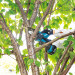 Piła łańcuhowa 18V DUC101Z01 MAKITA - Galeria zdjęcie 9