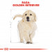 ROYAL CANIN BHN Golden Retriever Puppy - sucha karma dla szczeniąt - 12 kg - Galeria zdjęcie 3