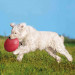 TRIXIE Frisbee gumowe 18cm 33501 - Galeria zdjęcie 7
