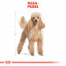 ROYAL CANIN Poodle 1,5kg - Galeria zdjęcie 4