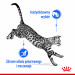 ROYAL CANIN FHN Indoor w sosie - mokra karma dla kota dorosłego - 12x85 g - Galeria zdjęcie 6