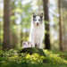 VET EXPERT Raw Paleo Puppy Monoprotein Wołowina - mokra karma dla szczeniąt - 400g - Galeria zdjęcie 3