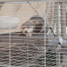 FERPLAST Furet Tower - klatka dla fretek - Galeria zdjęcie 11