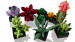 LEGO ICONS 10309 Sukulenty - Galeria zdjęcie 5