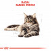Royal Canin FBN Maine Coon Adult - sucha karma dla kota dorosłego - 4 kg - Galeria zdjęcie 7