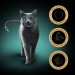 SHEBA Selection Select Slices Drobiowe Smaki - mokra karma dla kota - 40 x 85g - Galeria zdjęcie 3