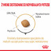 ROYAL CANIN BHN Pomeranian Adult - sucha karma dla psa dorosłego - 3kg - Galeria zdjęcie 5