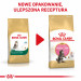 Royal Canin FBN Maine Coon Kitten - sucha karma dla kociąt - 10 kg - Galeria zdjęcie 4