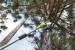 40V Pilarka na wysięgniku GREENWORKS G40PSF - 1401107 - Galeria zdjęcie 4