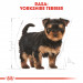 ROYAL CANIN BHN Yorkshire Puppy - sucha karma dla szczeniąt - 1,5 kg - Galeria zdjęcie 3