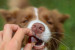 GELOREN Small dog Stawy - żelki dla psa - 180g - Galeria zdjęcie 5
