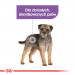 ROYAL CANIN CCN MINI STERILISED - sucha karma dla psa dorosłego - 8kg - Galeria zdjęcie 6