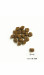 ORIJEN Small Breed Puppy - sucha karma dla psa - 1,8kg - Galeria zdjęcie 3