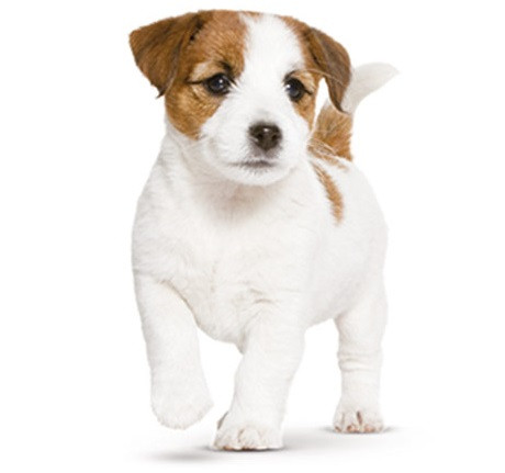 ROYAL CANIN SHN Medium Puppy - sucha karma dla szczeniąt - 4kg - zdjęcie 1