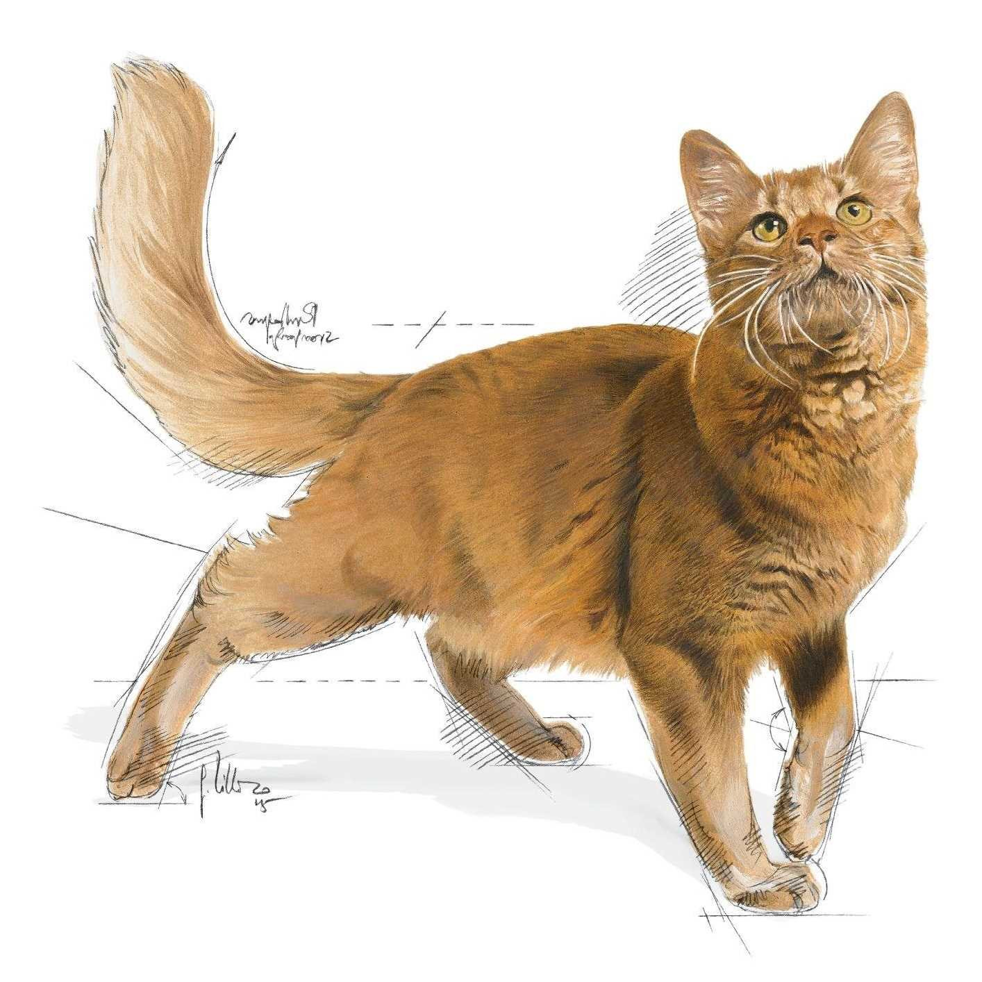 ROYAL CANIN FHN Regular Fit 32 - sucha karma dla kota dorosłego - 2 kg - zdjęcie 3