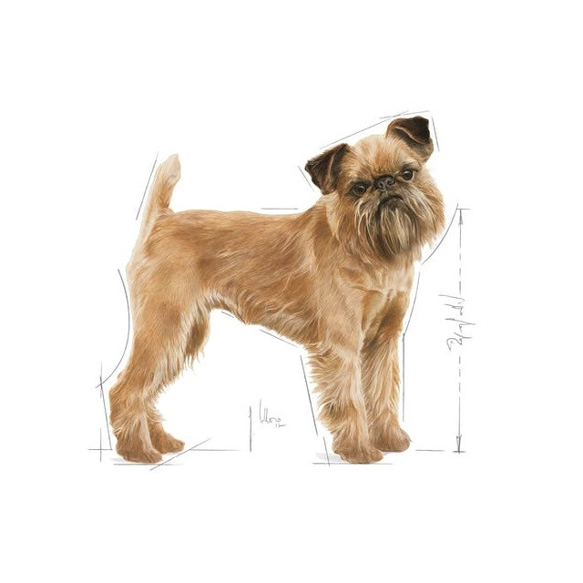 ROYAL CANIN CCN Mini Dental Care - sucha karma dla dorosłych psów - 3 kg - zdjęcie 2