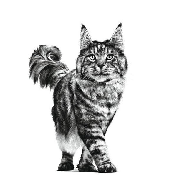 ROYAL CANIN Cat Renal VHN - sucha karma dla kota - 2kg - zdjęcie 2