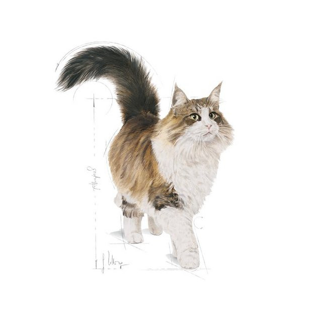 ROYAL CANIN FHN Sterilised w sosie - mokra karma dla kota dorosłego - 12x85g - zdjęcie 3
