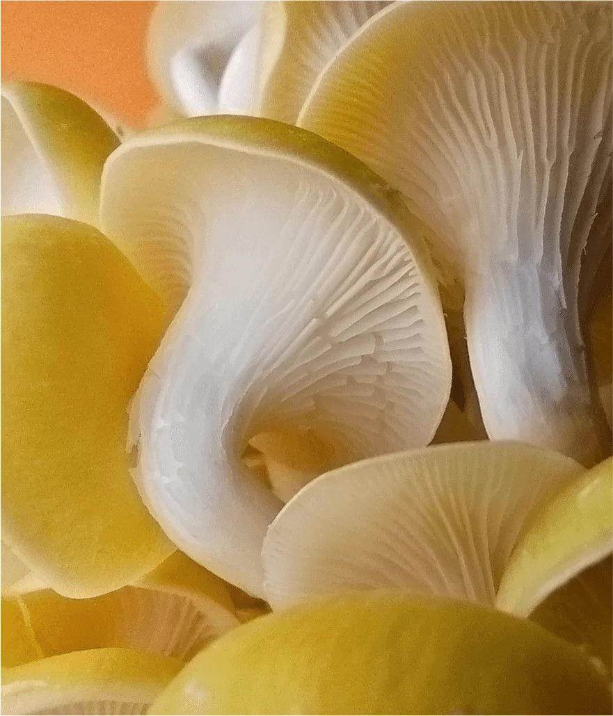 Smartfon Xiaomi Redmi Note 13 8/256GB Czarny - zdjęcie 10