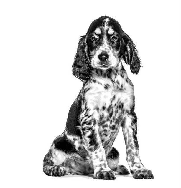 ROYAL CANIN Dog Gastrointestinal Puppy VHN - sucha karma dla psa - 1kg - zdjęcie 2