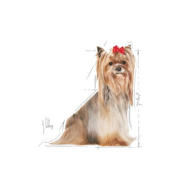 ROYAL CANIN BHN Yorkshire Ageing 8+ - sucha karma dla psa starszego - 1,5 kg - zdjęcie 2