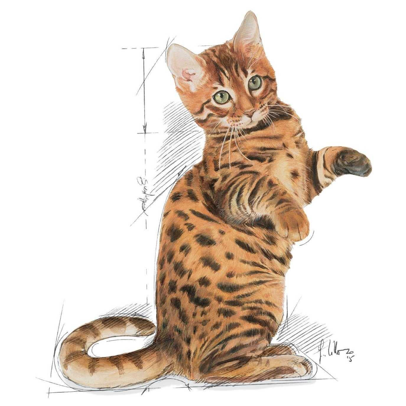 ROYAL CANIN Kitten Sterilised - sucha karma dla kociąt - 3,5 kg - zdjęcie 3