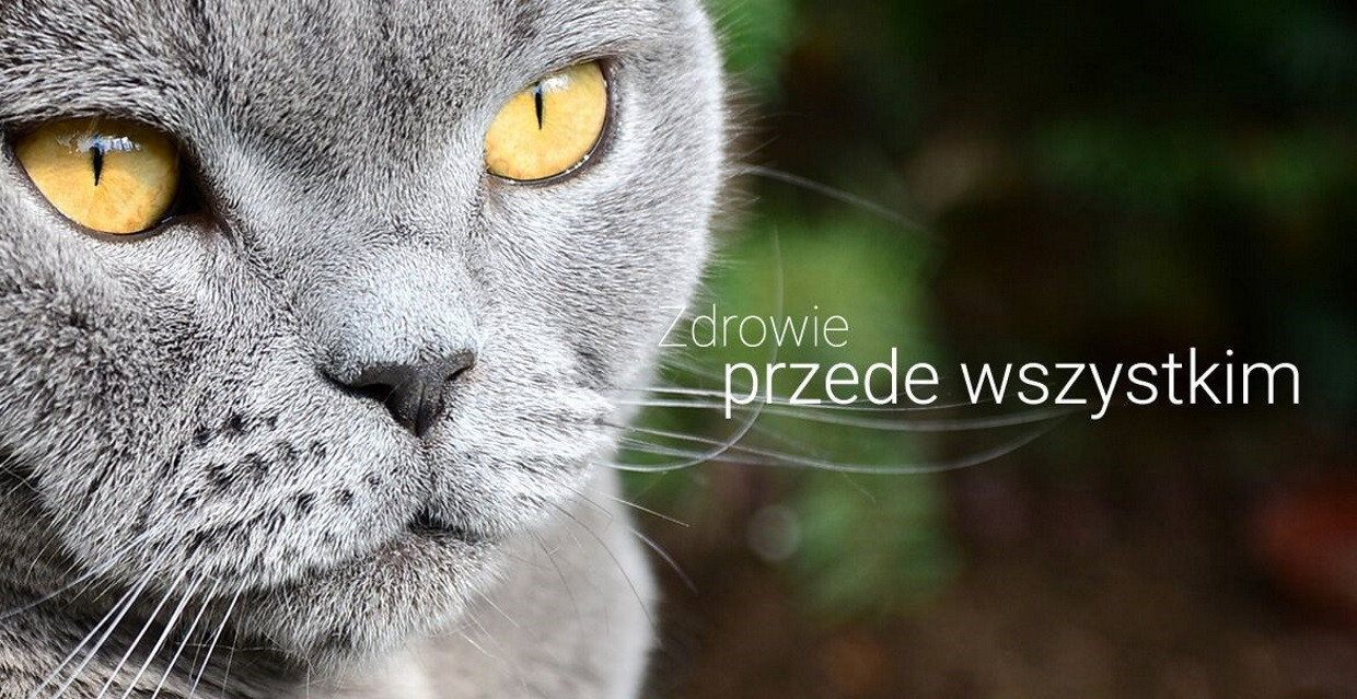 ROYAL CANIN FBN British Shorthair Adult - sucha karma dla dorosłego kota - 4 kg - zdjęcie 1