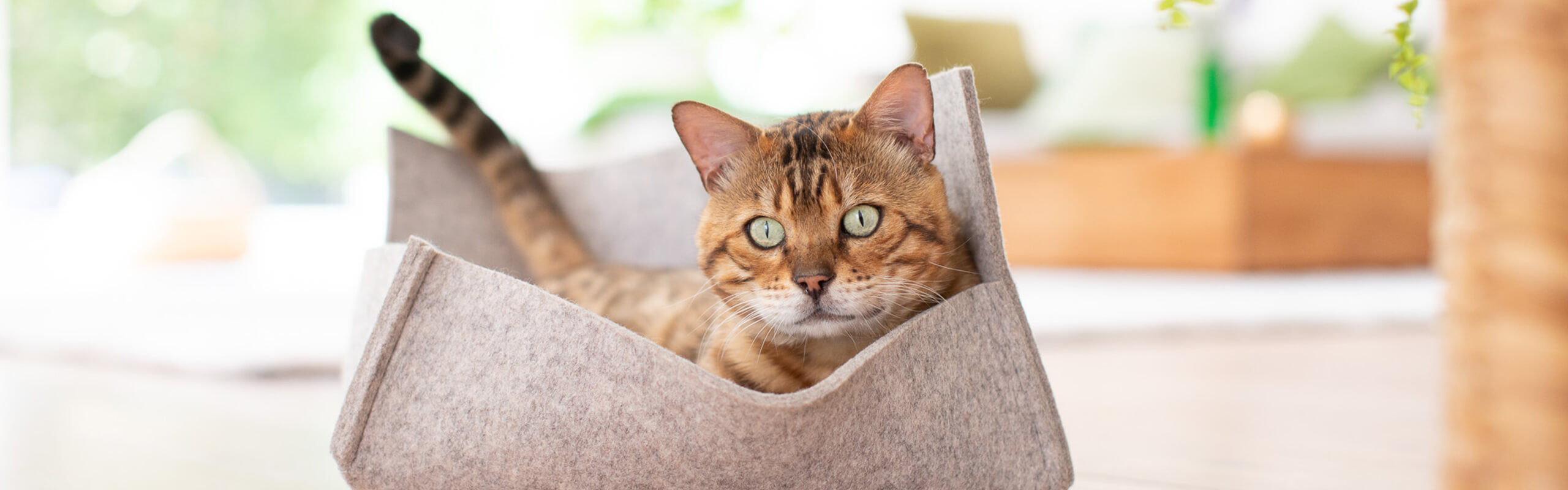 Cat's Best Sensitive - żwirek drewniany dla kota - 20 l - zdjęcie 3