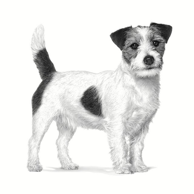 ROYAL CANIN Dog Urinary S/O Small VHN - sucha karma dla psa - 1,5kg - zdjęcie 3