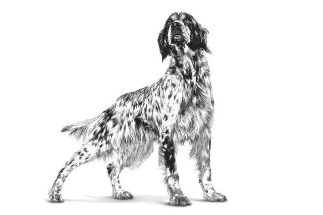 ROYAL CANIN Dog Diabetic VHN - sucha karma dla psa - 1,5kg - zdjęcie 2