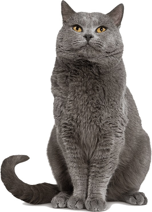 ROYAL CANIN FBN British Shorthair Adult - sucha karma dla dorosłego kota - 4 kg - zdjęcie 2