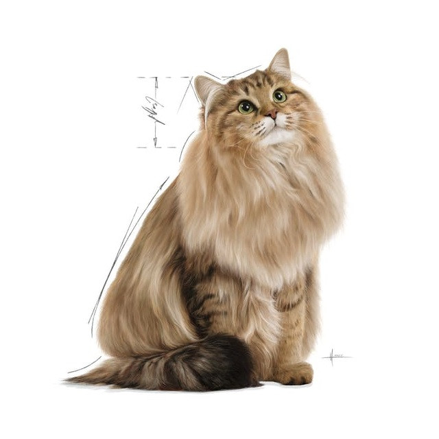 ROYAL CANIN FCN Hairball Care kawałki w sosie - mokra karma dla kota - 12x85 g - zdjęcie 3